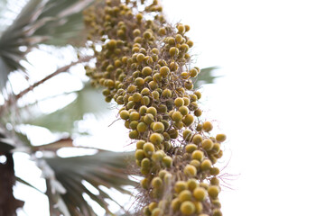 Palm seeds hanging down from a palm tree