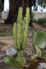 African milk tree with a prickly pear