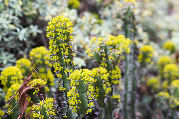 Bright yellow Resin Spurge blossoms