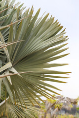 A large Bismarck Palm frond