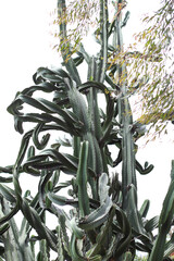 A giant sullu spurge with curling branches