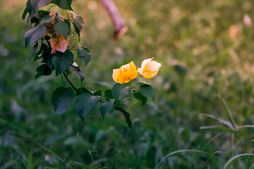 Orange color flower on green leaves sharp image with blurred background