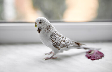 White wavy parrot walks on the windowsill