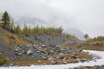 Mountain river on a background of fog. The mountains are visible behind the fog. Rocky shore with larch trees. soft focus. Selective focus on rocks.