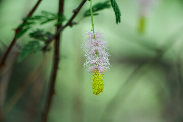 Yellow and Purple Color flower with colorful background