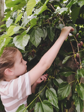 Girl picks ripe mulberry fruit from a tree in the garden