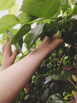Hands of girl picks ripe mulberries from a tree branch