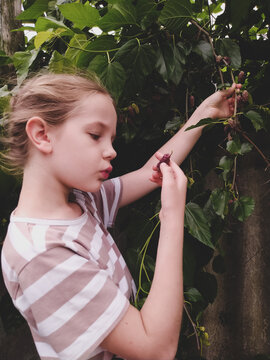 Girl looks at a ripe mulberry in her hand near a tree in the garden