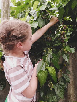 Girl picks ripe mulberries from a mulberry tree in the garden