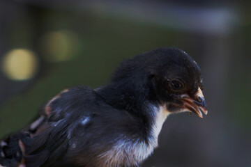 beautiful black chicks are looking for their mother