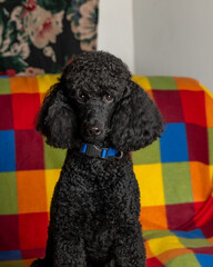 beautiful black poodle dog sitting on a plaid blanket and looking at the camera, pet