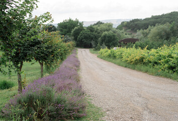 Fototapeta na wymiar lavender flowers by the road