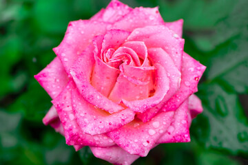 beautiful pink rose with water drops on petals close up 