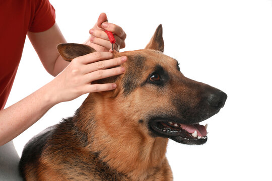 Woman taking ticks off dog on white background, closeup