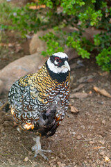 Reeve's Pheasant (Syrmaticus reevesii) bird