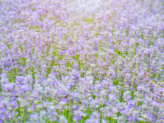 Obraz premium Beautiful lavender field in the summer