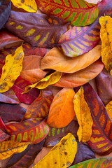 Yellow and red autumn leaf texture top view. Fallen foliage decor for seasonal banner template. Back to school or mid-autumn festival background. Red and yellow tree leaf cover flat lay. Leaf texture