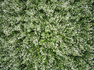 Fototapeta na wymiar Field of flowering buckwheat Fagopyrum esculentum . Botanical collection of edible plants and herbs, buckwheat or common buckwheat plants in bloom