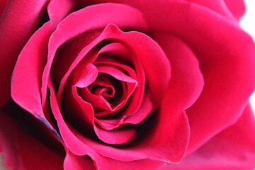 Red rose close-up, Macro Flower Background Photo.