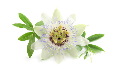 Beautiful blossom of Passiflora plant (passion fruit) with green leaves on white background - obrazy, fototapety, plakaty