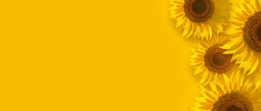 Yellow and orange horizontal wide background with sunflower heads on the right and copy space on the left for text and design. Concept of positivity, emotions, and a healthy mindset.