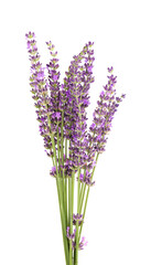 Lavender flowers, isolated on white background. Bunch of Lavandula or lavender flowers. Medicinal herbs.