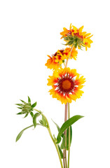 Gaillardia flowers isolated on white background. Beautiful summer flowers.