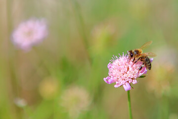 bee on a flower