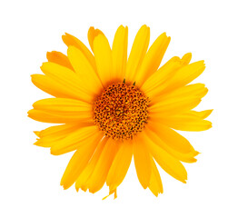 Calendula flowers isolated on white background. Marigold flower. Medicinal herbal plant. Top view.