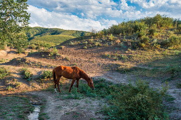 horse in the mountains