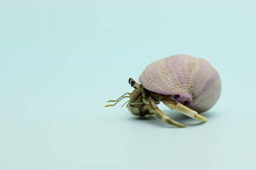 One hermit crab (Paguroidea sp) is walking slowly.