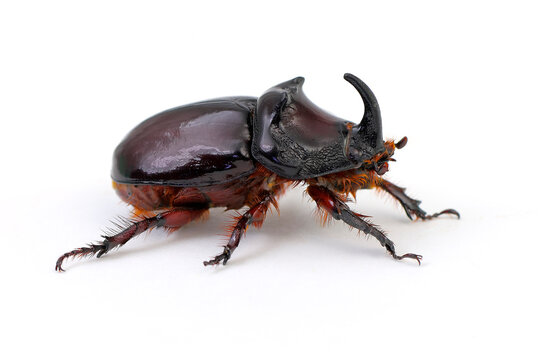 Rhinoceros Beetle close-up, cut out on a white background, macro photography studio shot, side view and copy space