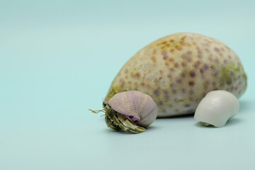 Two hermit crabs (Paguroidea sp) are walking around the shell of a large dead hermit crab. 