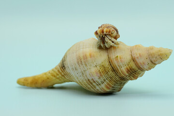 A hermit crab (Paguroidea sp) is walking on the shell of a large dead hermit crab. 