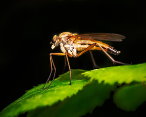 Macro of a robber fly