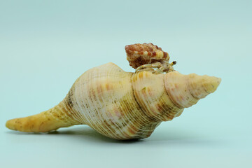 A hermit crab (Paguroidea sp) is walking on the shell of a large dead hermit crab. 