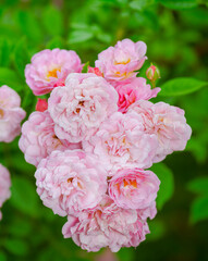 Pink rose flower bush