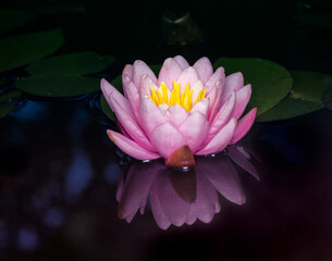 Pink water lilly blossom in a pond