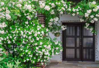 Rambler rose bush at a house front door