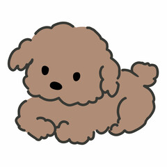 座るプードル　茶色