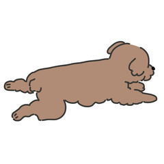 寝そべるプードル　茶色