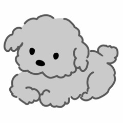 座るプードル　灰色