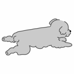 寝そべるプードル　灰色