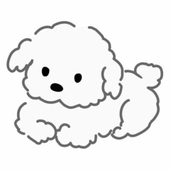 座るプードル　白色
