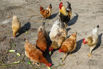 chickens, different domestic chickens
