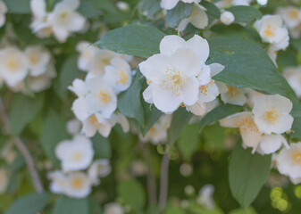 A jasmine bush with many white flowers in the summer - How to grow jasmine concept