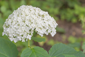 Selective focus shot of blooming white Hydrangea flower in the garden