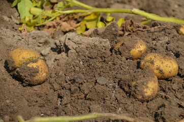 Kartoffeln