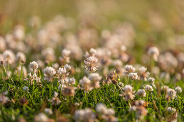 White Clover growing in the countryside, with a shallow depth of field