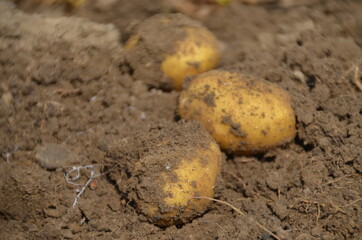 Kartoffeln